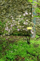 Rhododendron macrosepalum
