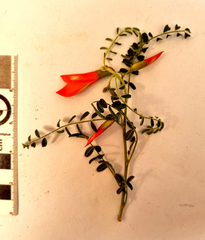 Lessertia frutescens