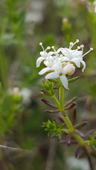 Asperula conferta
