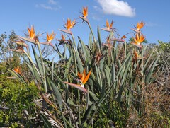 Strelitzia reginae