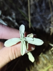 Mercurialis tomentosa