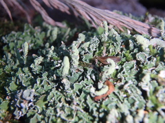 Cladonia digitata