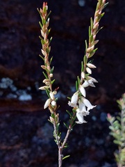 Epacris obtusifolia