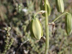 Albuca cooperi