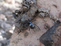 Steatoda cingulata