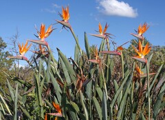 Strelitzia reginae
