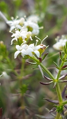 Asperula conferta