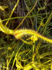 Drosera binata