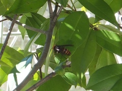 Vespa analis insularis
