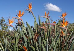 Strelitzia reginae