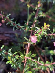 Bauera microphylla