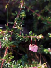 Bauera microphylla