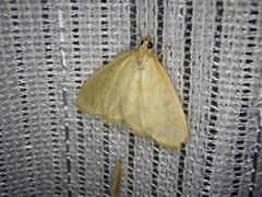 Ecpyrrhorrhoe puralis