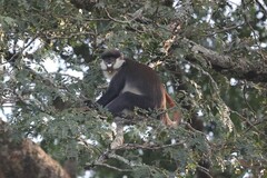 Cercopithecus ascanius schmidti
