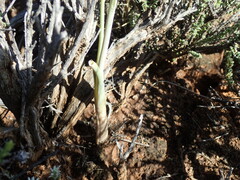 Albuca cooperi