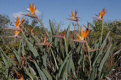 Strelitzia reginae