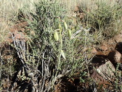 Albuca cooperi