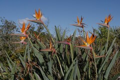 Strelitzia reginae