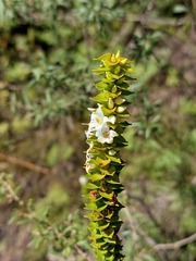 Epacris apiculata