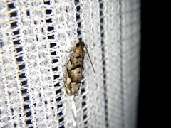 Coenobiodes granitalis