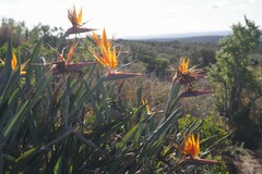Strelitzia reginae