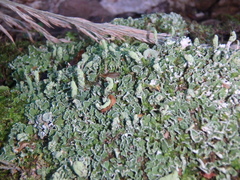Cladonia digitata
