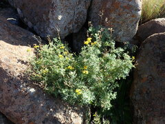Cineraria lyratiformis