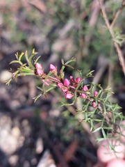Cyanothamnus anemonifolius