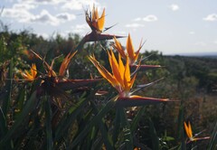 Strelitzia reginae