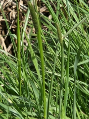 Phalaris aquatica