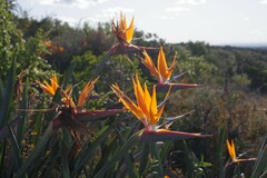 Strelitzia reginae