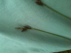 Carex caryophyllea