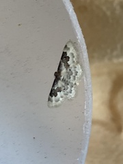 Idaea rusticata