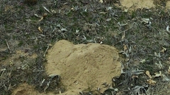 Geomys bursarius