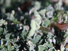 Cladonia digitata