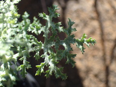 Cineraria lyratiformis