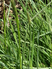Phalaris aquatica