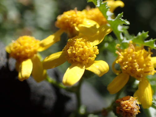 Image of Cineraria lyratiformis by (c) Mahomed Desai, some rights reserved (CC BY)