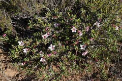 Pachypodium bispinosum