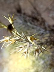 Teucrium pseudochamaepitys