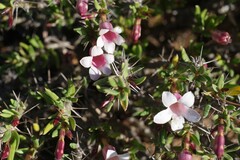 Pachypodium bispinosum