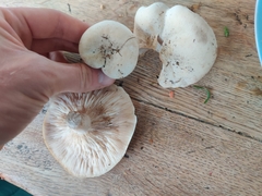 Clitocybe rivulosa