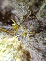 Teucrium pseudochamaepitys