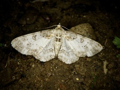 Phanerothyris sinearia