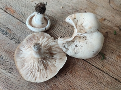 Clitocybe rivulosa