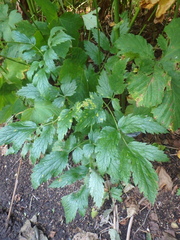 Actaea simplex