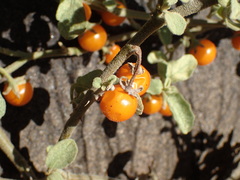 Solanum tomentosum