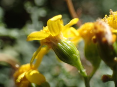 Cineraria lyratiformis