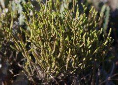 Crassula muscosa