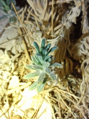 Ajuga iva
